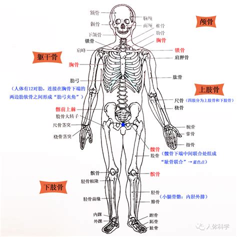 頭的骨頭|人體骨骼列表